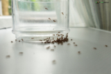 How to Get Rid of Ants in the Kitchen: A Comprehensive Guide for 2023
